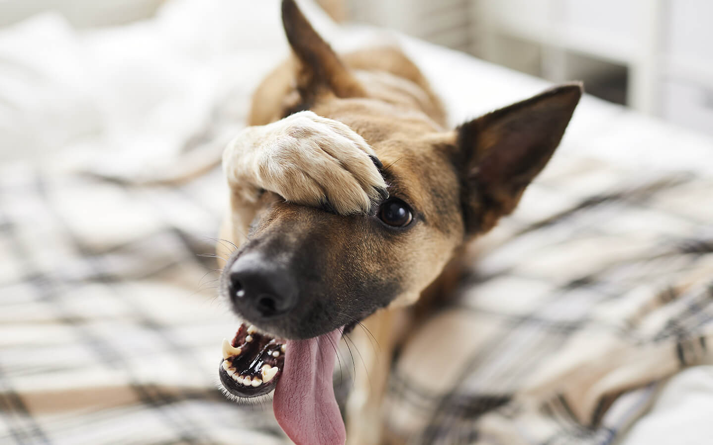 Kaman Blog: ¿Por qué mi perro come caca?