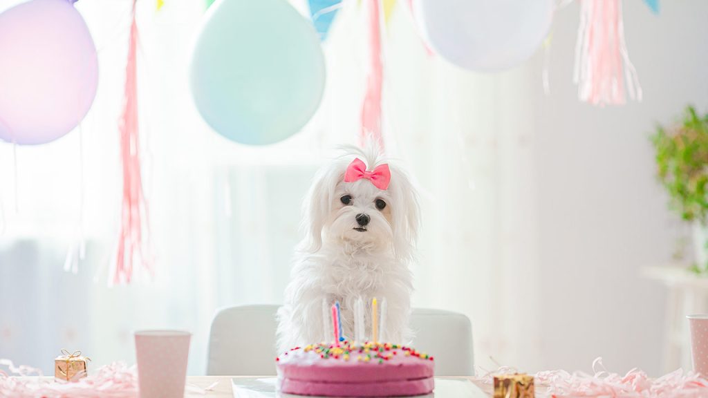 Kaman Blog :¿A Qué Edad Mi Perro Se Vuelve Adulto?
