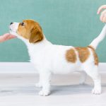 ¿Por qué los perros mueven la cola?