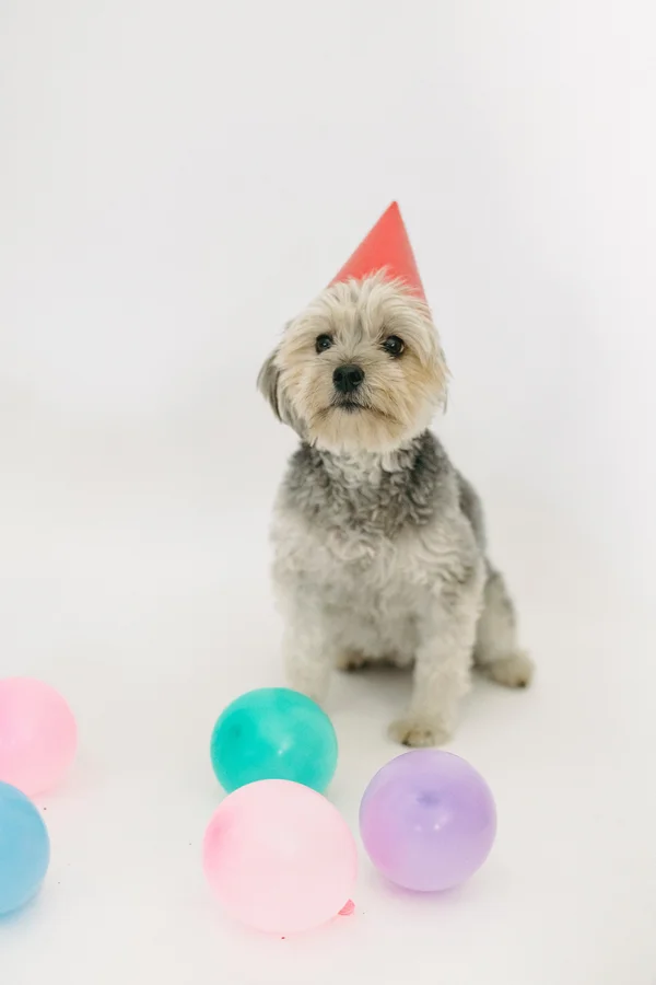 perro celebrando su cumpleaños