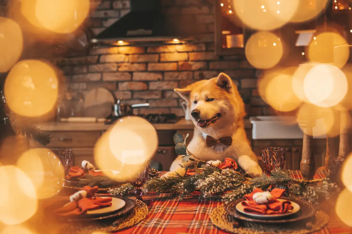 Tips de Alimentos de Navidad que debes evitar darle a tu perro