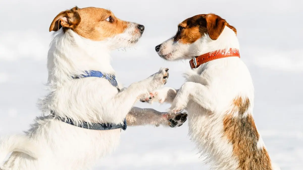 Collar o arnés para perros - ¿Cuál es la mejor opción?