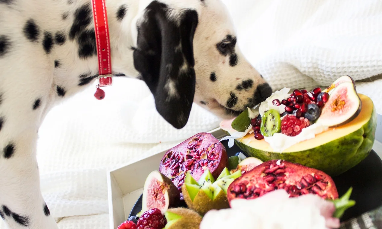 ¿Pueden los perros comer frutas?