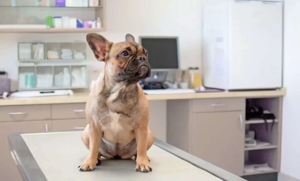 Esterilización Aumenta El Riesgo De Obesidad En Los Perros