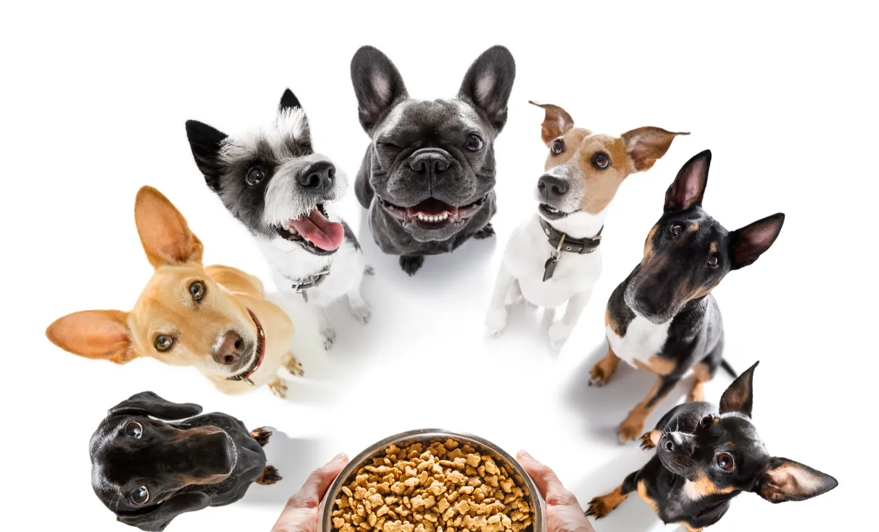 Descubre los alimento libre de granos para perros y sus beneficios