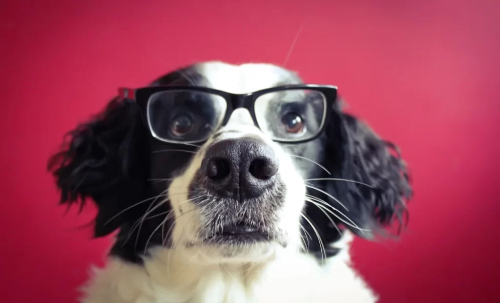¿Cómo ven los perros?