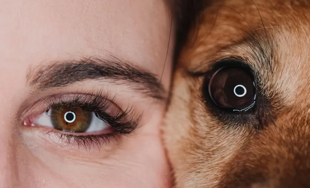 Anatomía del ojo del perro y del humano