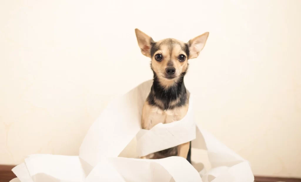 Estreñimiento en perros