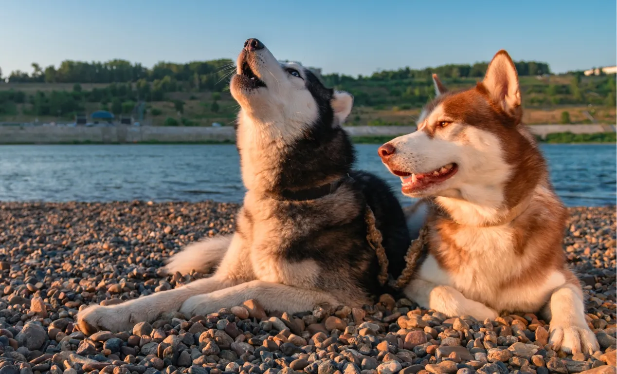 ¿Por qué los perros aúllan?: Razones de este comportamiento