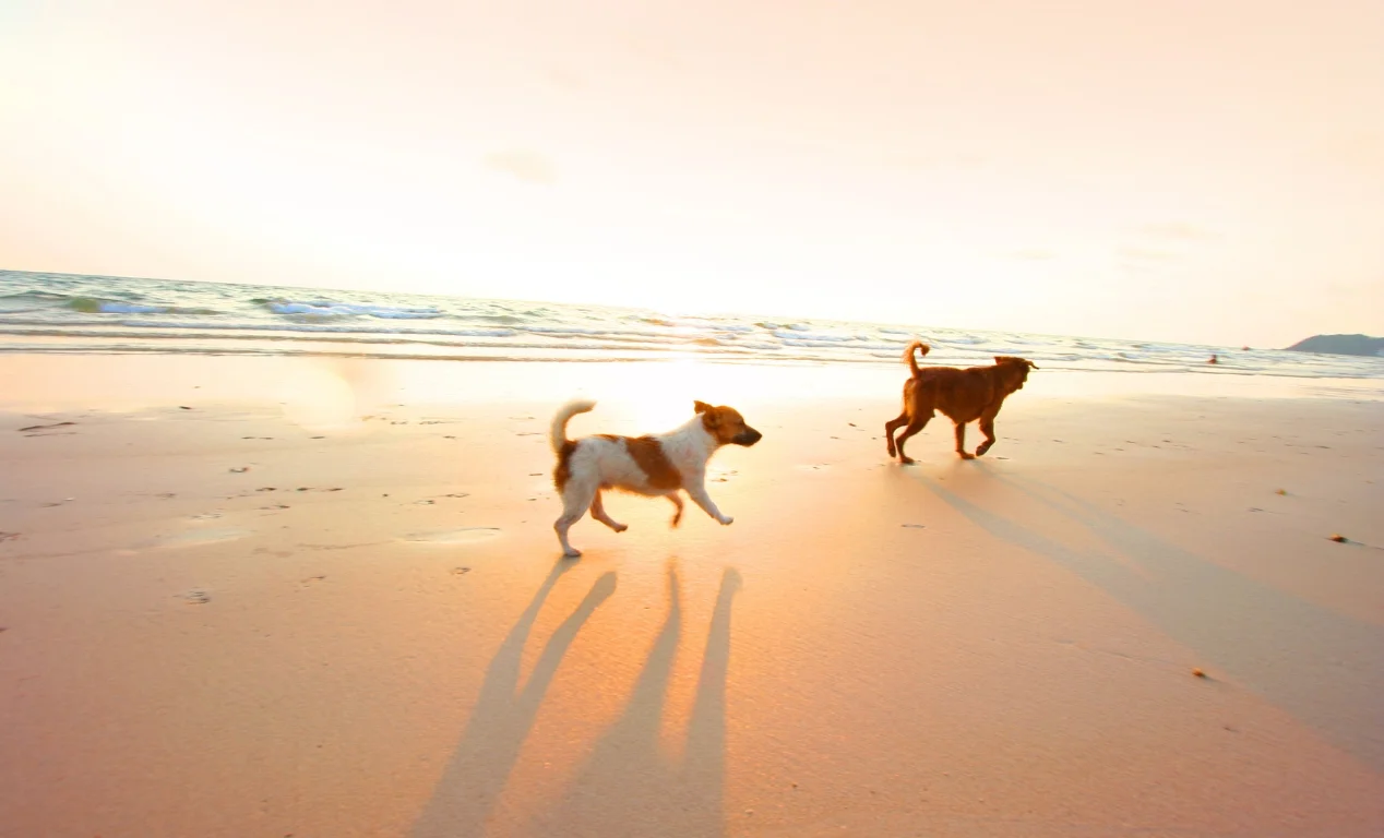 Las 15 razas de perros pequeños más aventureras