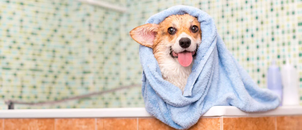 ¿Cada cuándo es recomendable bañar a los perros?