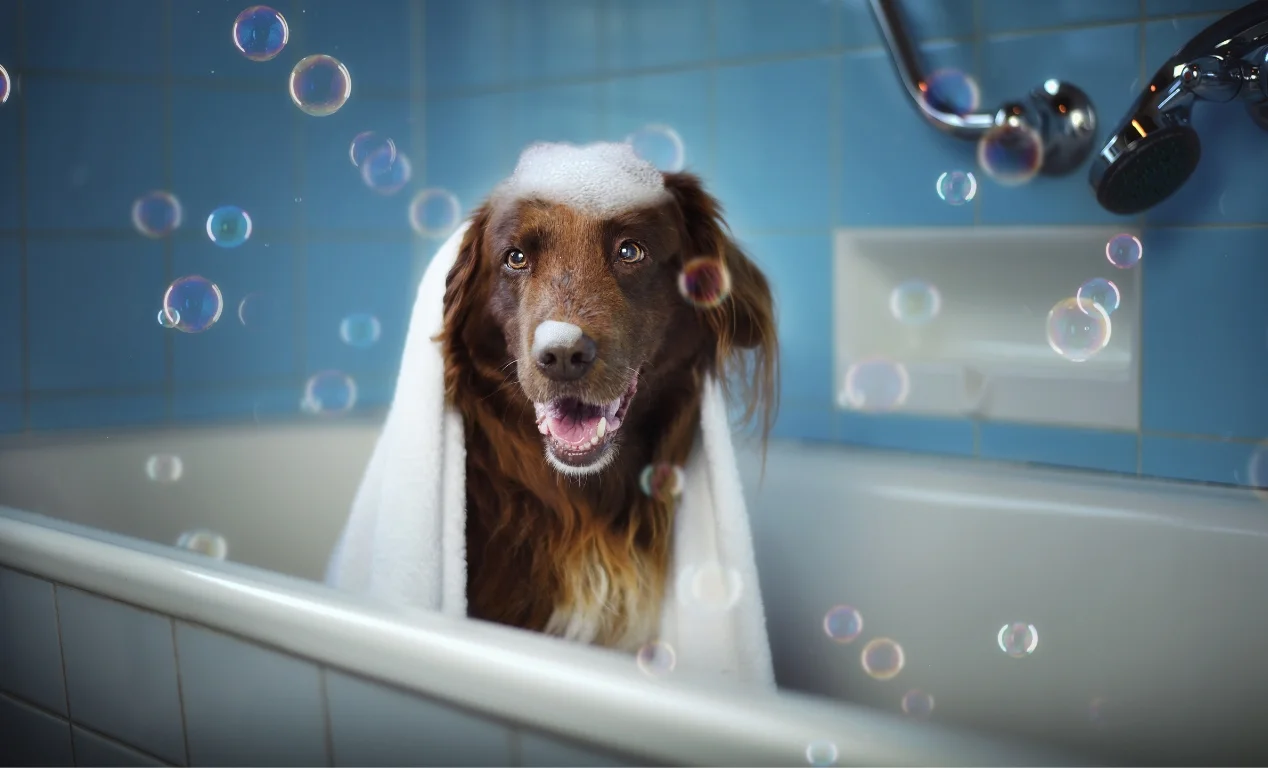 ¿Cada cuánto se baña un perro?