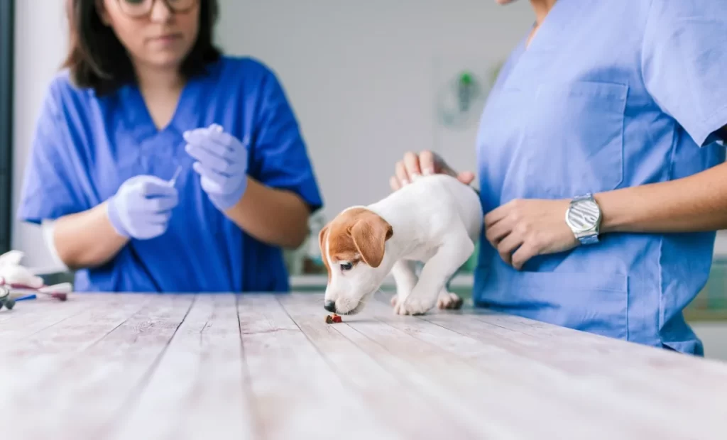 ¿Cada cuánto tiempo se desparasitan los perros?