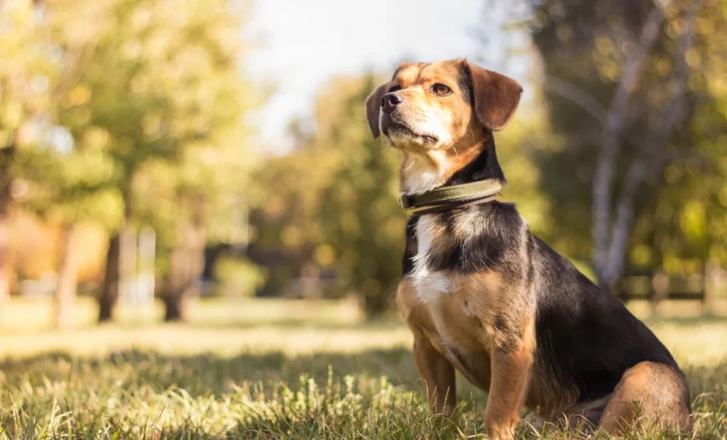 Datos curiosos de los perros