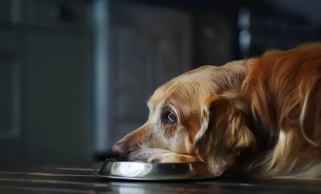 Falta de apetito en perros
