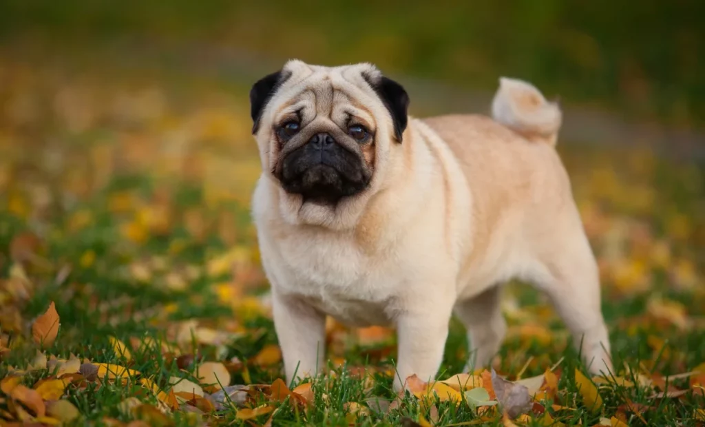 Raza pug o carlino