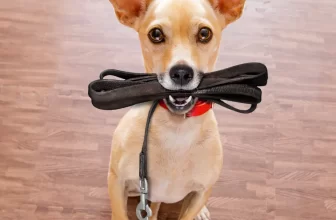 La importancia de elegir la correa perfecta para los paseos de tu Perro