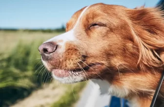 ¿Cuánta comida debes llevar para las vacaciones?