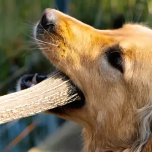Doggo Astas de Ciervo P (0 a 8 kg)