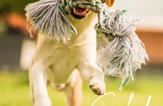 ¡En Primavera recuerda los antiparasitarios!