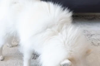 🧠🐶 Juegos caseros de estimulación mental para disfrutar con tu mascota esta primavera 🌸🐾