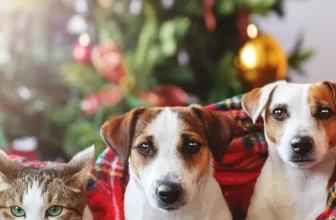 🎅🐶Navidad con mascotas: cómo disfrutar las fiestas en familia sin estrés (ni accidentes) 🎄🐾