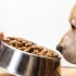 La Mejor Comida para Cachorros: ¿Cuál es la mejor opción para tu amigo peludo?